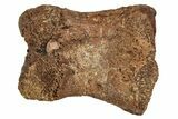 Fossil Dinosaur Phalanx Bone - Hell Creek Formation #251939-1